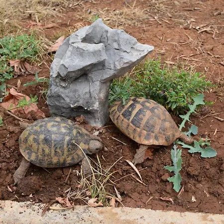 Zjacic Brodarica (Sibenik-Knin)