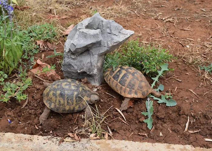 Zjacic Brodarica (Sibenik-Knin)